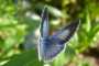 Celastrina argiolus