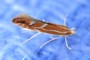 Phyllonorycter leucographella