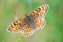 Melitaea phoebe