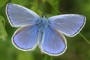 Polyommatus icarus