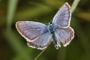 Plebejus argus