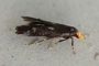 Spuleria flavicaput