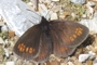 Erebia alberganus