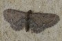 Eupithecia vulgata