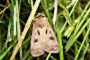 Agrotis exclamationis