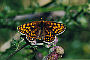 Melitaea athalia