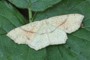 Cyclophora punctaria