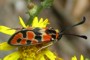 Zygaena fausta