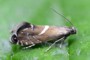 Glyphipterix forsterella