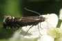 Glyphipterix haworthana