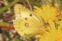 Colias hyale