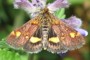 Pyrausta aurata