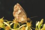 Erebia aethiops