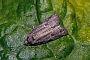 Dichelia histrionana