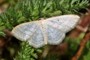 Idaea subsericeata