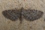 Eupithecia intricata