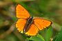 Lycaena dispar