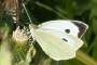 Pieris brassicae