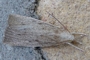 Calamotropha paludella