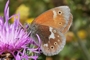 Coenonympha tullia