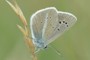 Polyommatus damon