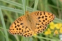 Argynnis laodice