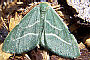 Hemistola chrysoprasaria