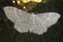 Idaea fuscovenosa