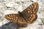 Euphydryas intermedia