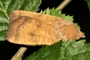 Noctua interjecta