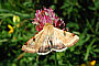 Heliothis peltigera