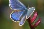 Plebejus orbitulus