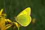 Colias palaeno