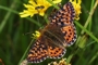 Boloria aquilonaris