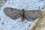 Eupithecia assimilata