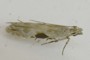 Hypatima rhomboidella