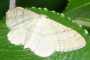 Idaea deversaria