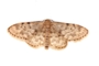 Idaea inquinata