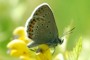 Plebejus idas