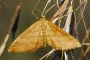 Idaea serpentata