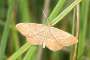 Idaea ochrata