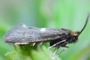 Incurvaria pectinea