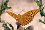 Argynnis paphia