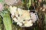 Heliothis viriplaca