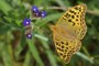 Argynnis pandora