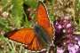 Lycaena hippothoe