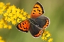 Lycaena phlaeas