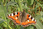 Aglais urticae