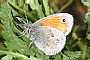 Coenonympha pamphilus