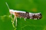 Argyresthia spinosella